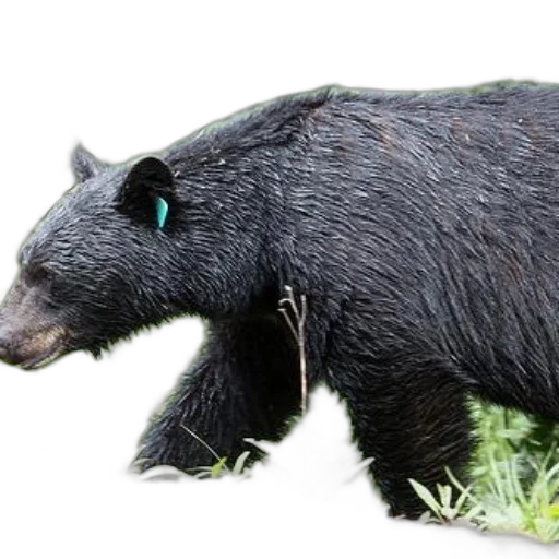 animal, creature, staff, photorealistic transparent PNG cut-out