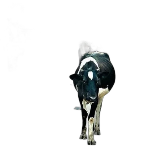 animal, mask, staff, jewelry transparent PNG cut-out