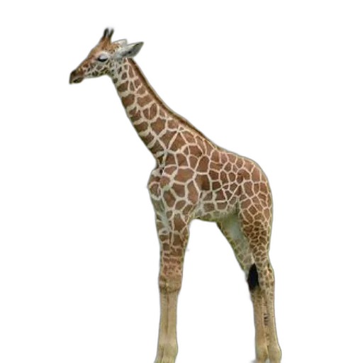 animal, creature, staff, weapon transparent PNG cut-out