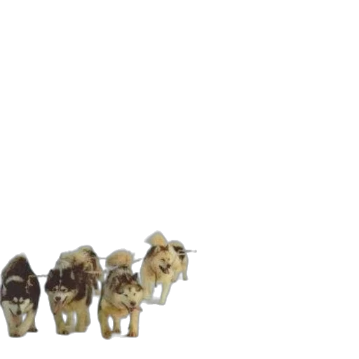 jewelry, animal, furniture, staff transparent PNG cut-out