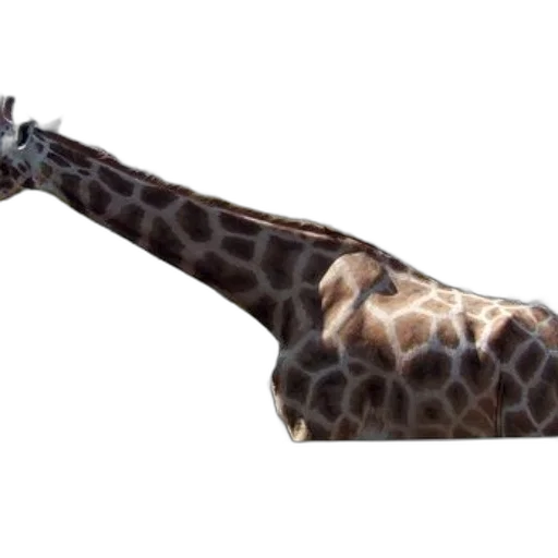 animal, weapon, umbrella, staff transparent PNG cut-out