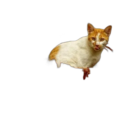 animal, creature, food, staff transparent PNG cut-out