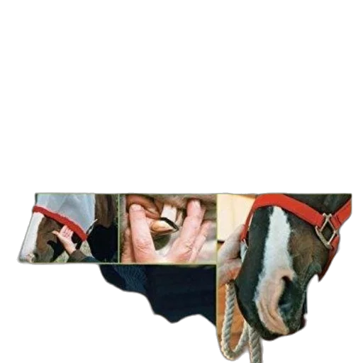 shoes, animal, weapon, mask transparent PNG cut-out
