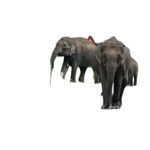animal, creature, umbrella, staff transparent PNG cut-out