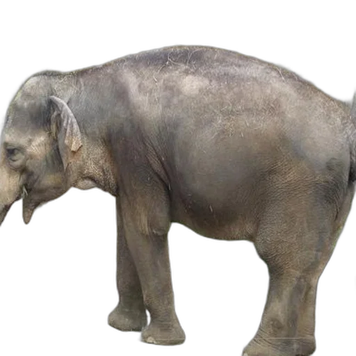 animal, creature, staff, photorealistic transparent PNG cut-out