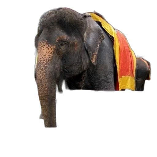 animal, staff, majestic, elephant transparent PNG cut-out
