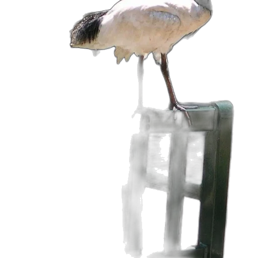 animal, creature, staff, robot transparent PNG cut-out