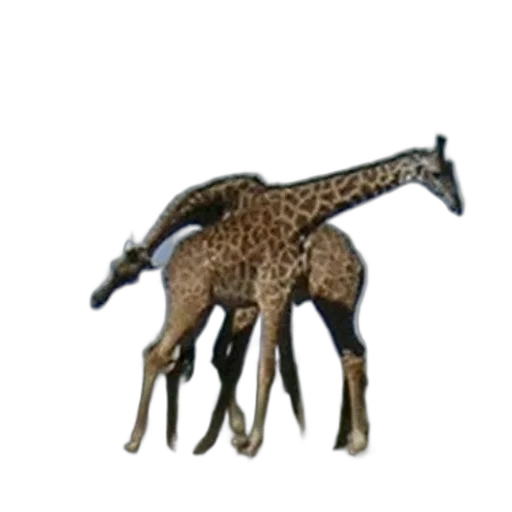 animal, creature, staff, jewelry transparent PNG cut-out