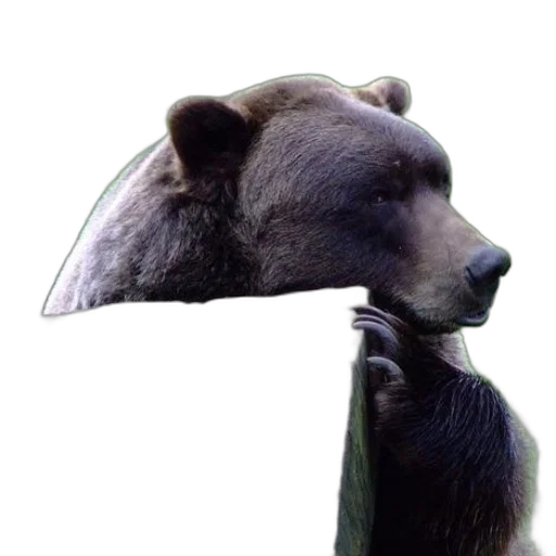 hat, animal, staff, mask transparent PNG cut-out