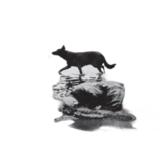 animal, creature, jewelry, crown transparent PNG cut-out