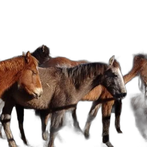 animal, photorealistic, concept art, group transparent PNG cut-out