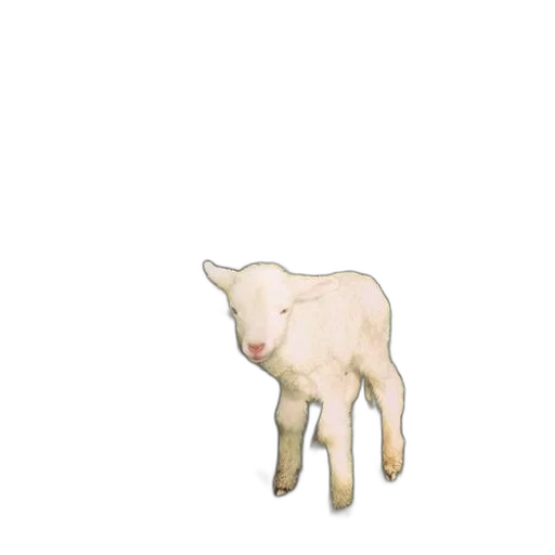 animal, creature, food, face transparent PNG cut-out