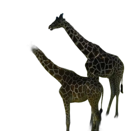 animal, creature, staff, hat transparent PNG cut-out