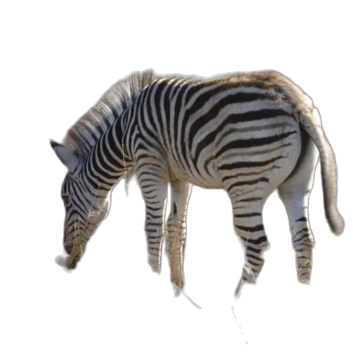 animal, creature, staff, hair transparent PNG cut-out
