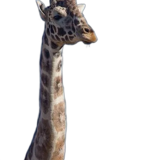 animal, staff, creature, face transparent PNG cut-out
