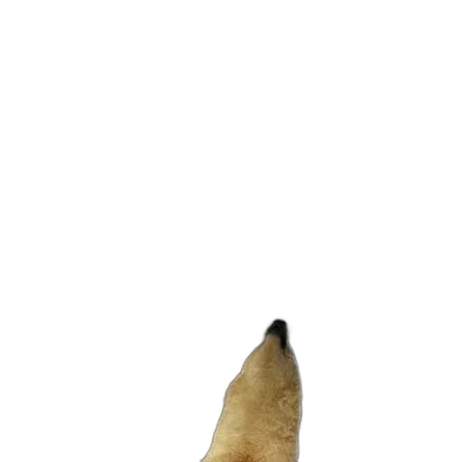 animal, staff, weapon, hair transparent PNG cut-out