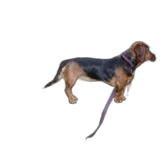 animal, staff, creature, photorealistic transparent PNG cut-out