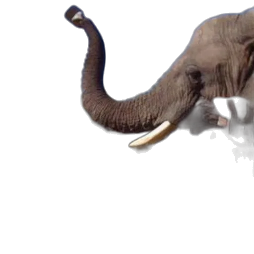 animal, creature, 3d render, photorealistic transparent PNG cut-out