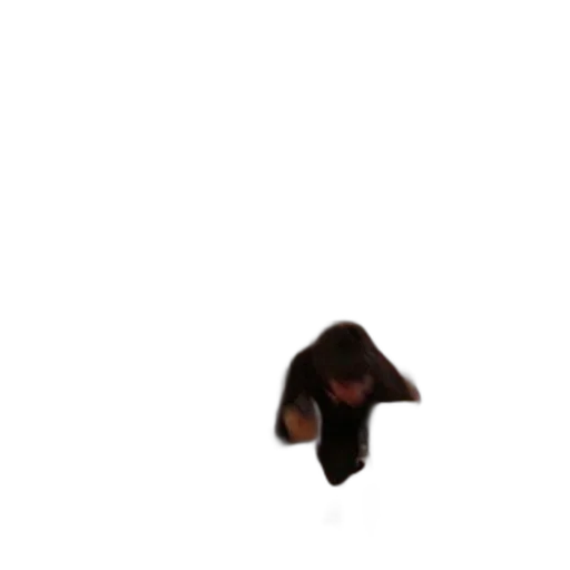 animal, hat, creature, hair transparent PNG cut-out