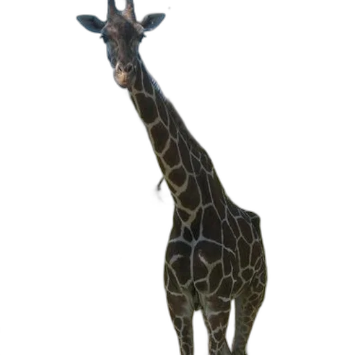 animal, creature, staff, hat transparent PNG cut-out