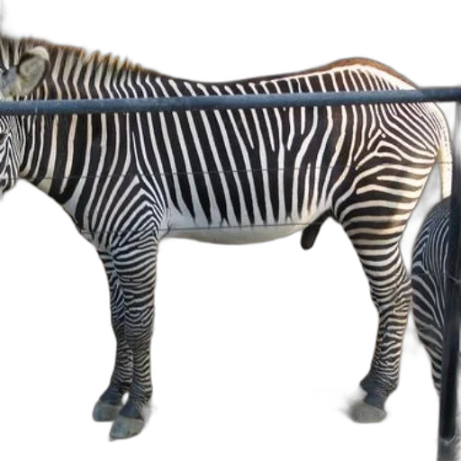 animal, furniture, creature, staff transparent PNG cut-out