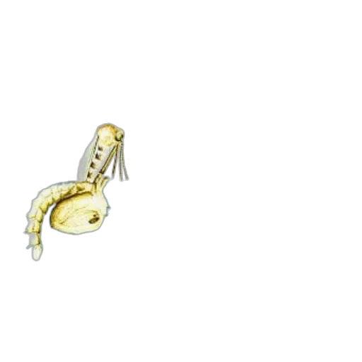 jewelry, staff, animal, crown transparent PNG cut-out