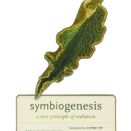 jewelry, symbiogenesis, new, principle transparent PNG cut-out