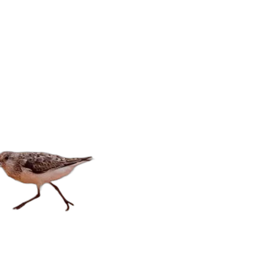 animal, creature, hat, food transparent PNG cut-out
