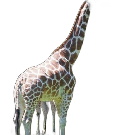 animal, creature, staff, weapon transparent PNG cut-out