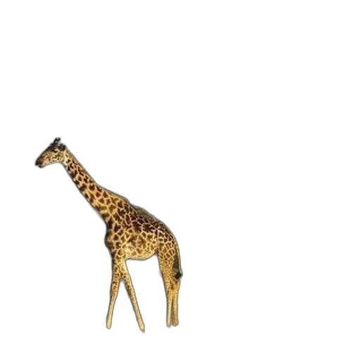 animal, creature, hat, furniture transparent PNG cut-out
