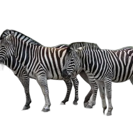 animal, jewelry, furniture, creature transparent PNG cut-out