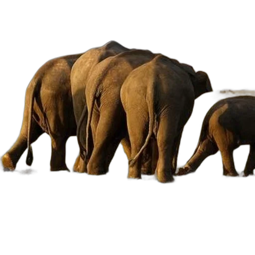 animal, concept art, 3d render, photorealistic transparent PNG cut-out