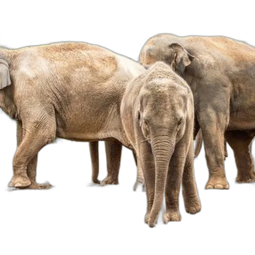 animal, concept art, photorealistic, earth tones transparent PNG cut-out