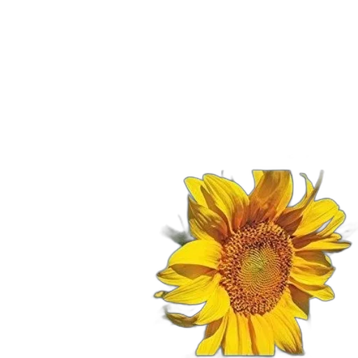 flower, crown, jewelry, staff transparent PNG cut-out