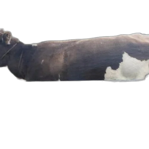 animal, staff, sword, creature transparent PNG cut-out