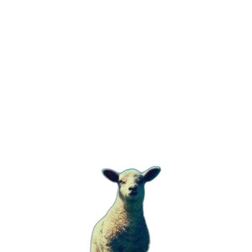 animal, creature, dress, face transparent PNG cut-out