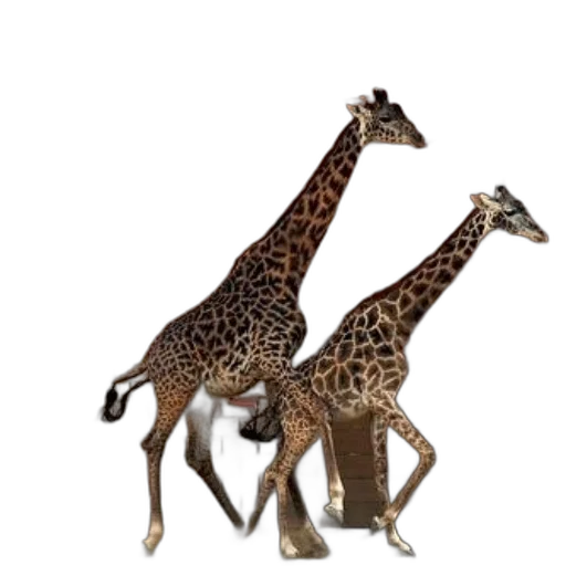 animal, creature, furniture, shoes transparent PNG cut-out