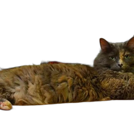 animal, creature, photorealistic, fluffy transparent PNG cut-out