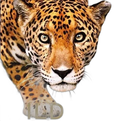 animal, jewelry, staff, creature transparent PNG cut-out