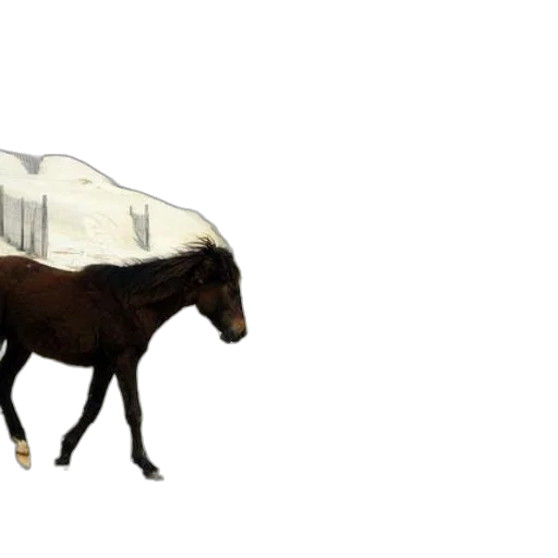 animal, creature, hat, furniture transparent PNG cut-out