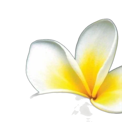 flower, crown, jewelry, photorealistic transparent PNG cut-out