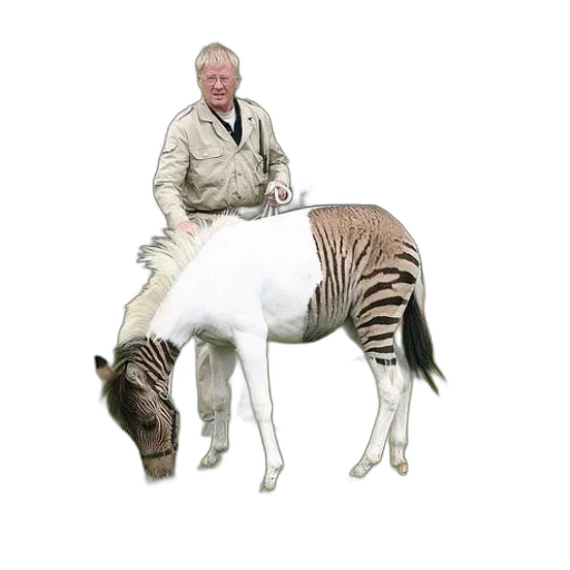 animal, creature, jacket, staff transparent PNG cut-out