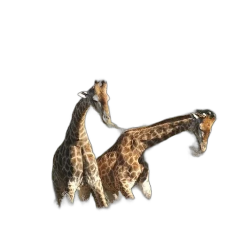 jewelry, animal, staff, dragon transparent PNG cut-out