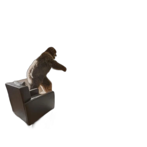 furniture, animal, shoes, staff transparent PNG cut-out