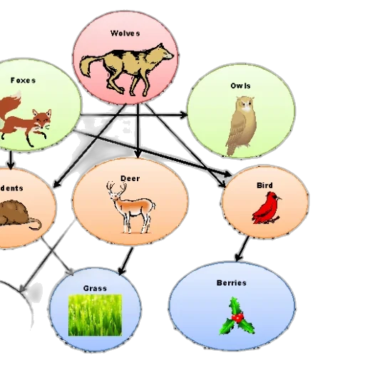 animal, colorful, diagram, illustrating transparent PNG cut-out