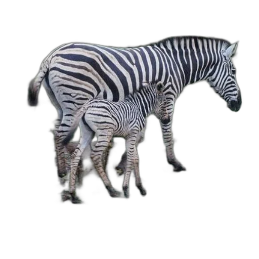 animal, creature, furniture, jewelry transparent PNG cut-out