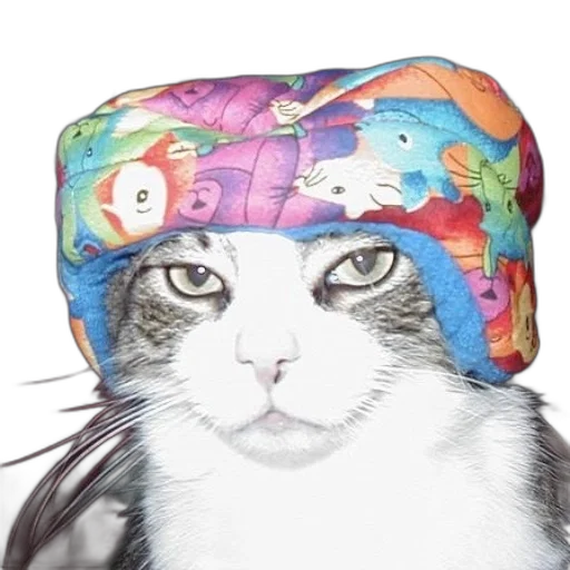 hat, animal, crown, umbrella transparent PNG cut-out