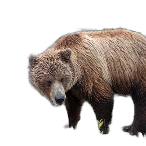 animal, creature, photorealistic, concept art transparent PNG cut-out