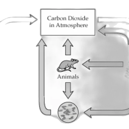 animal, diagram, illustrates, carbon transparent PNG cut-out