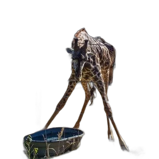 creature, animal, hat, robot transparent PNG cut-out